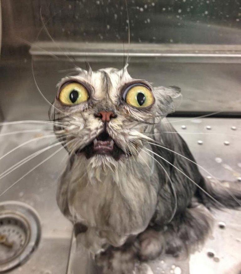 funny-wet-cats-36.jpg