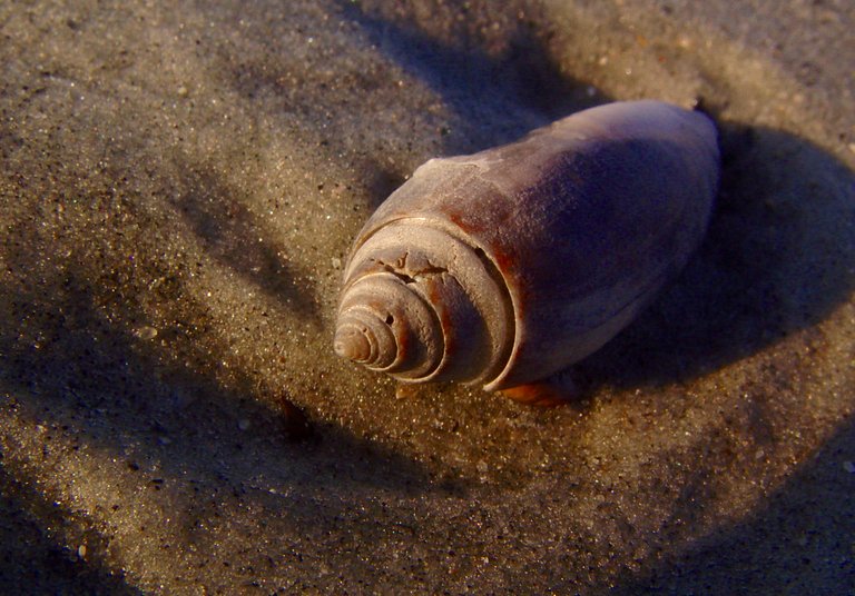 2005 Folly beach lighthouse shells (46).jpg
