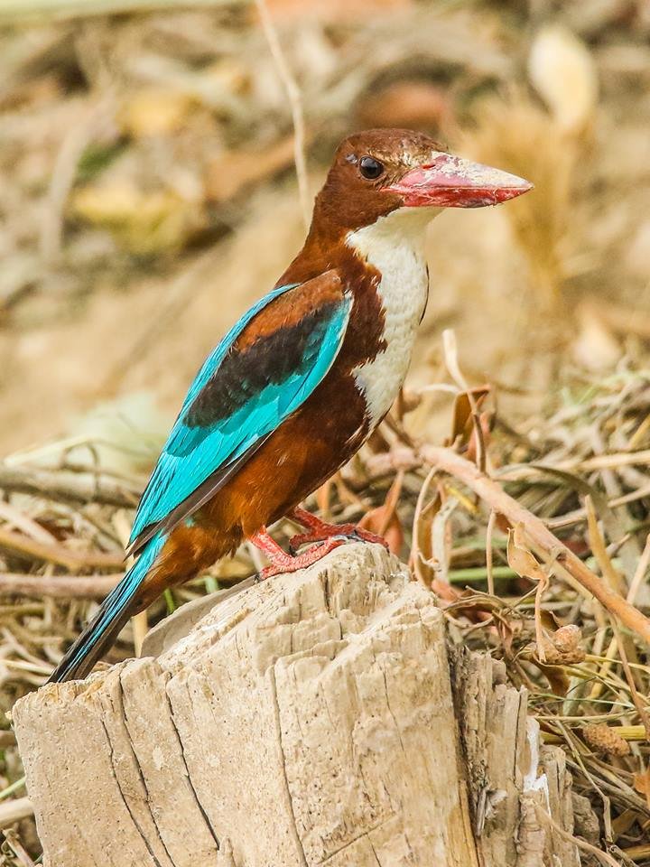 White-breasted Kingfisher.jpg