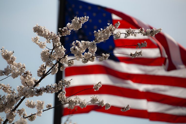 american-flag-flag-flower-1093645.jpg