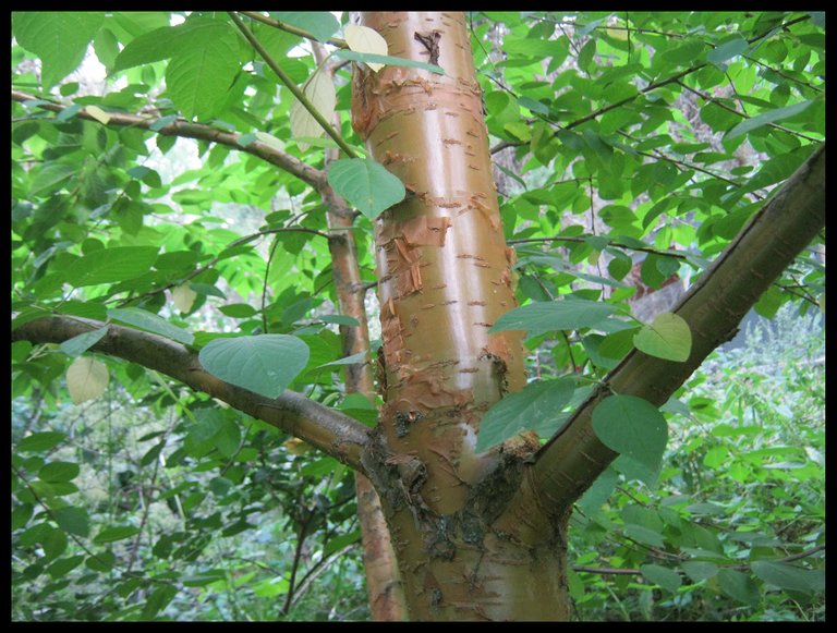 interesting bark on plum tree.JPG
