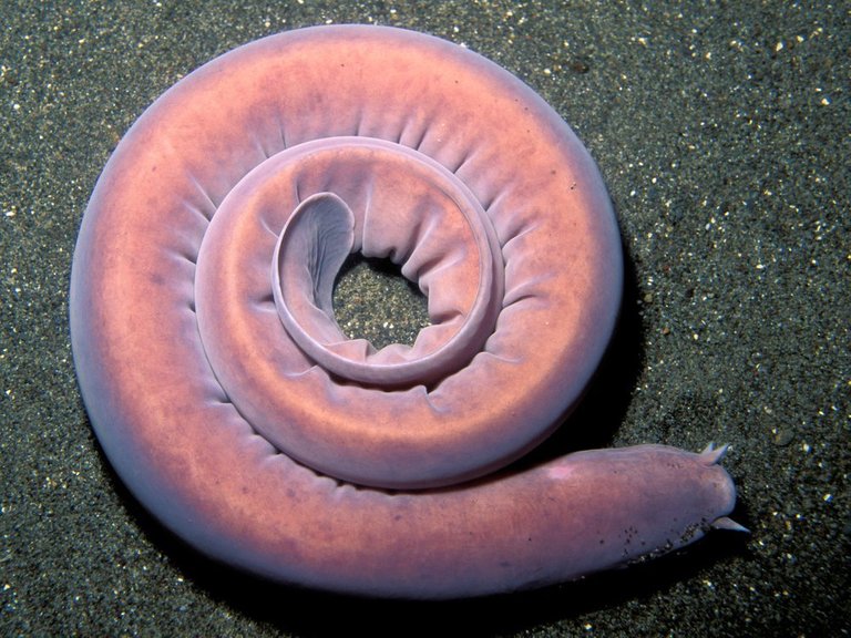 hagfish eel.jpg