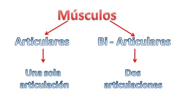 musculos.JPG