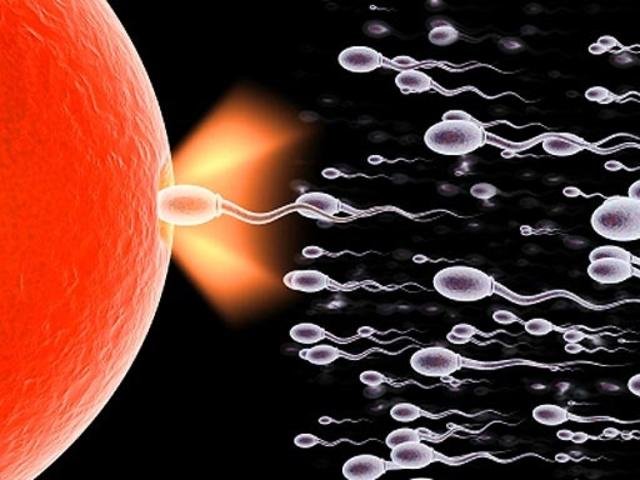 sperm_3.jpg