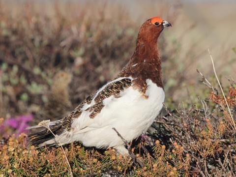 willow ptarmigan    all about bids.jpg