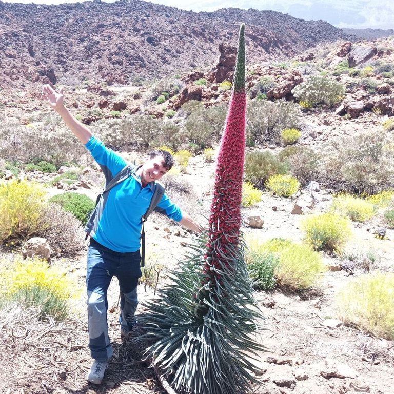 Teide 3.jpg