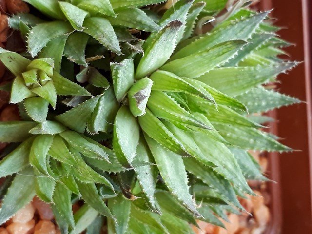 Haworthia reticulata var. subregularis.jpg