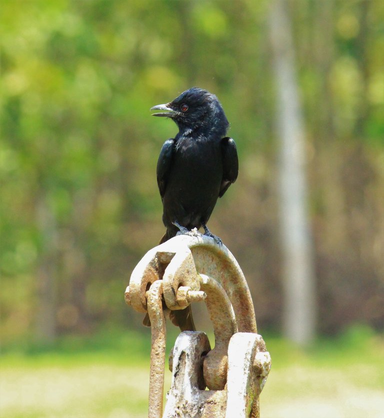 long trail bird .jpg