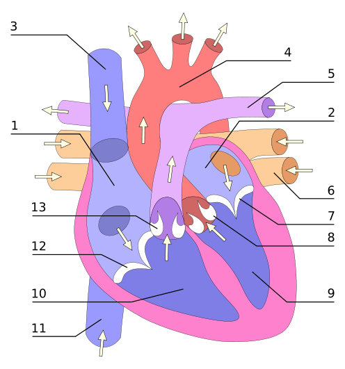 496px-Heart_numlabels_svg.png