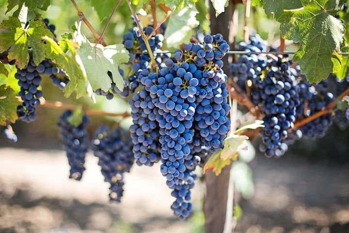 purple-grapes-553464__480.jpg