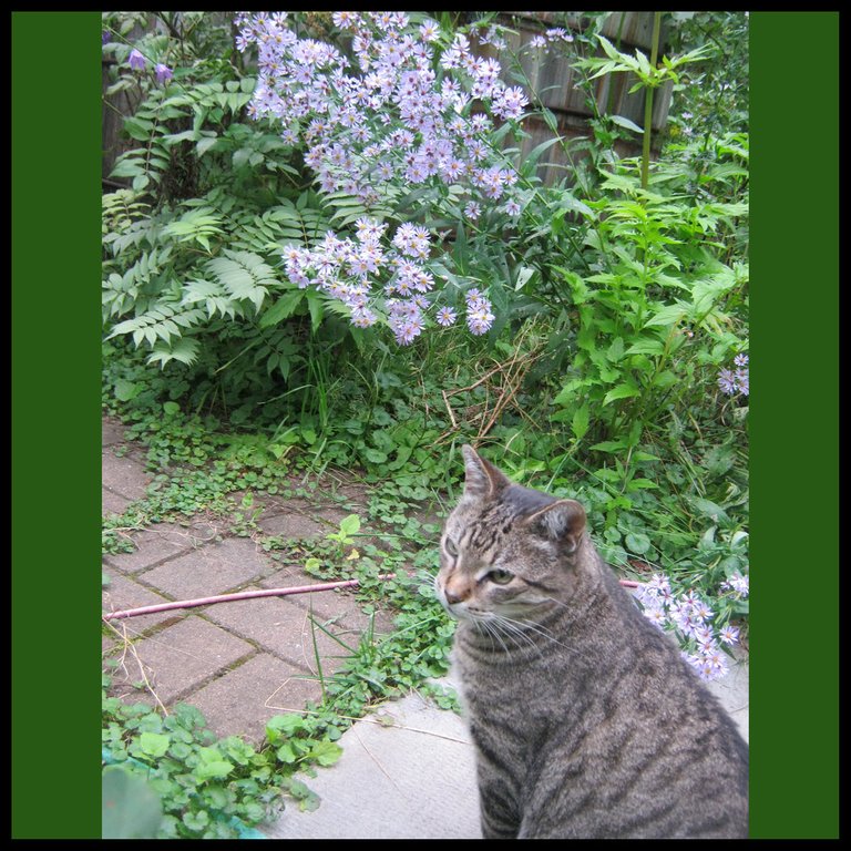 JJ by the hot tub with the wild asters.JPG