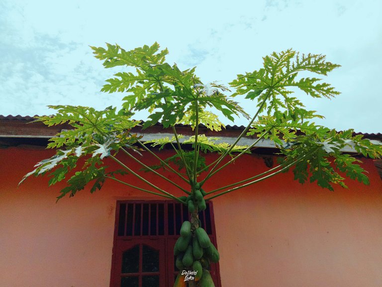 Papaya Tree.jpg