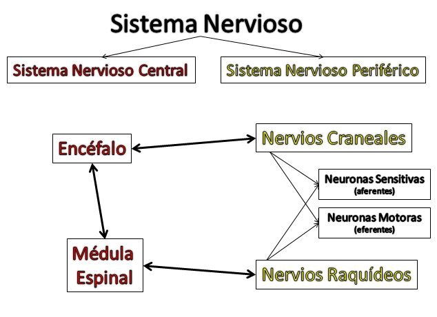 sistema nervioso.JPG