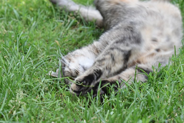 kitty stretching grass 1.jpg