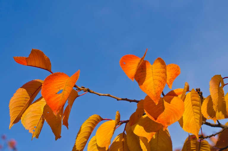 The red leaf twigs in the sky.JPG