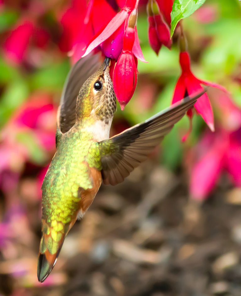 Rufous-sipp-SAved-for-Web-ahdke.jpg