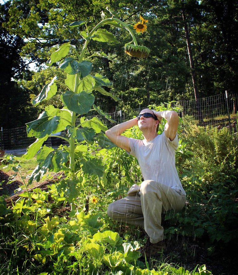 sunflower_harvest_rain3.jpg