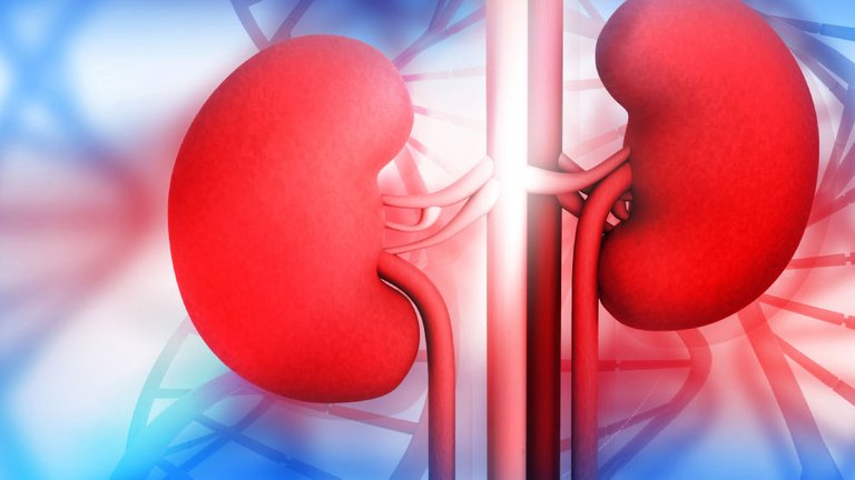 Keeping-Kidneys-Healthy.jpg