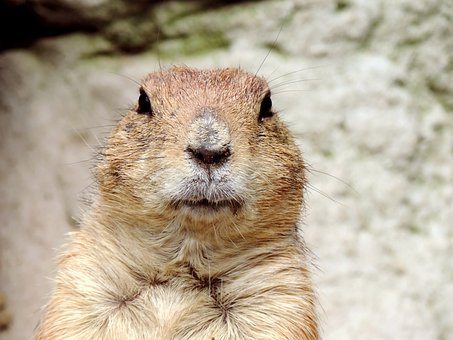 groundhog picture.jpg