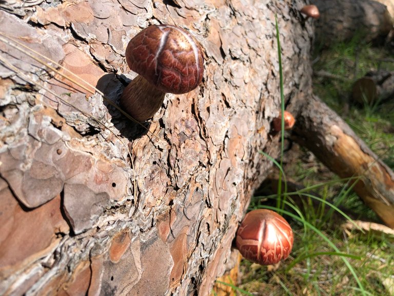 two mushrooms in a log