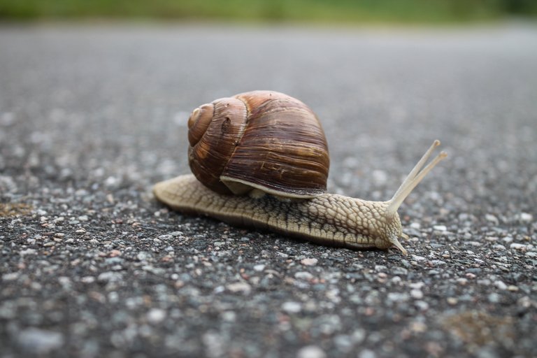 alone-animal-asphalt-320956.jpg