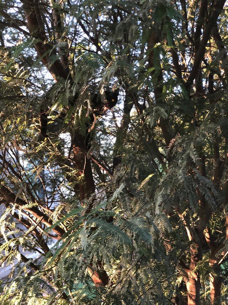 cat in tree.jpg