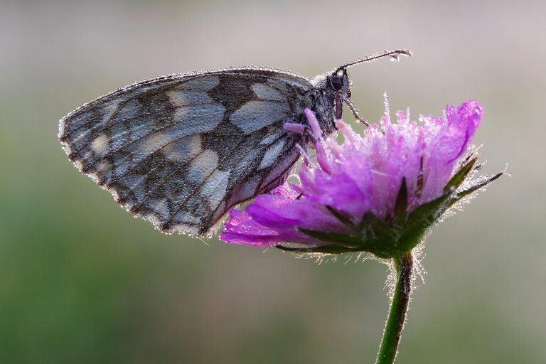 schmetterling2.jpg