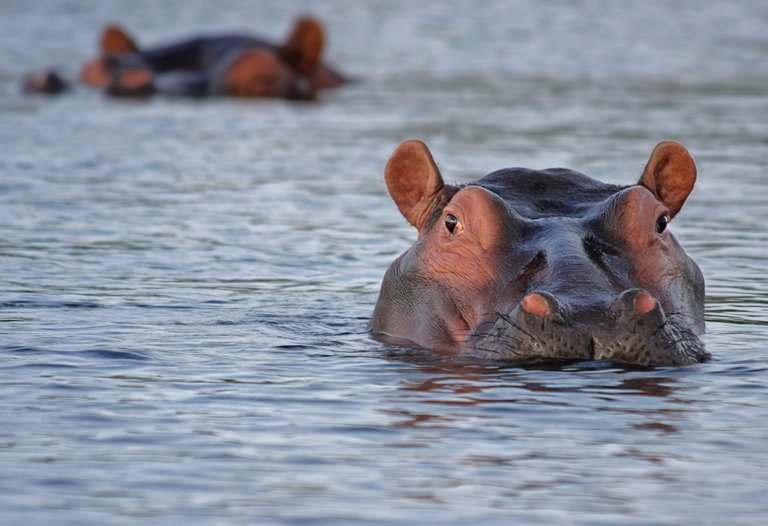 animals-hippopotamus-hippos-46540.jpg