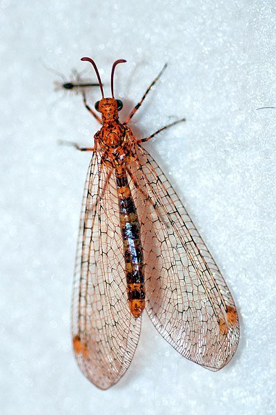 400px-Banded_Antlion_adult_(2852584046).jpg