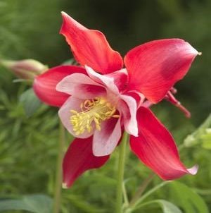 cardinal_aquilegia_M.jpg