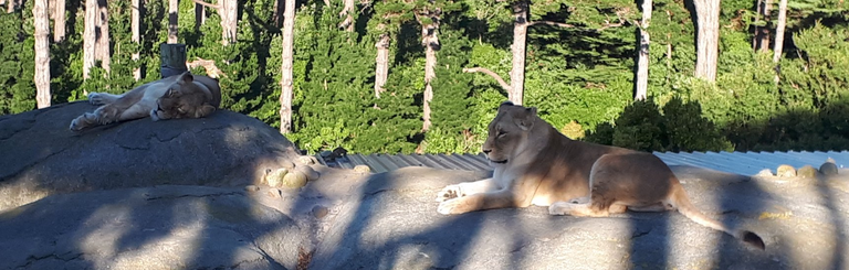 LionsAtWellingtonZooJanuary2019.png