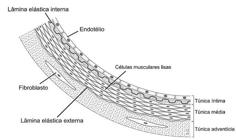 800px-Anatomia_arteria.jpg