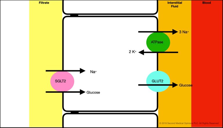 Picture Steemit Tubular Cell Glucose Transport 1.jpg