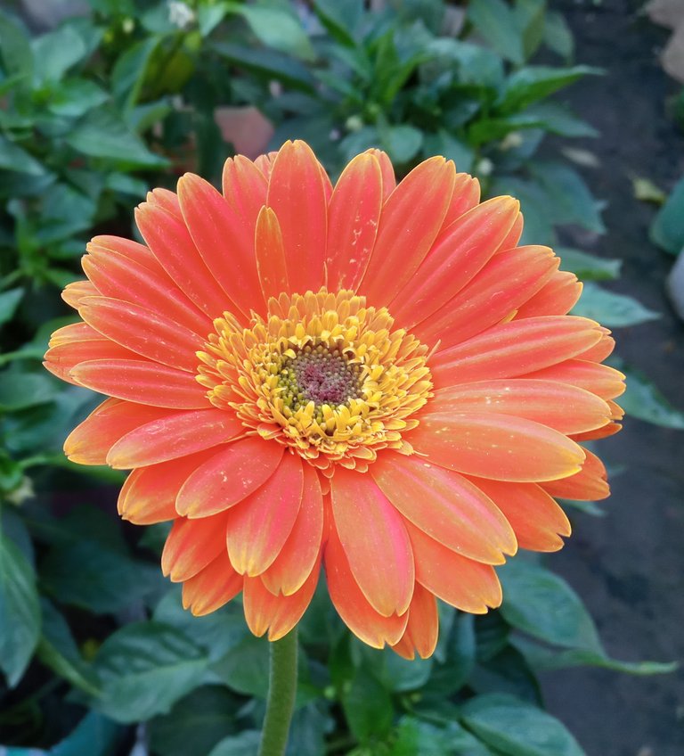 Orange Color Gerbera 2.jpg