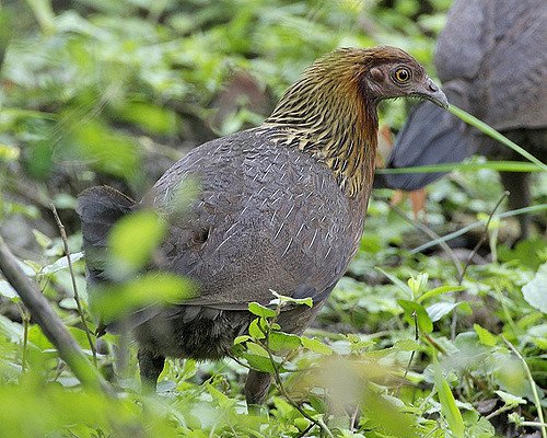 Red Jungle Fowl Female (1).jpg