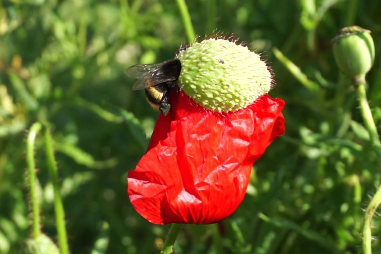Bumblebee _opens_poppy_flower_-_Free_polls_for_all_04.jpg