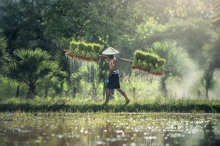 agriculture-1822530_1280.jpg
