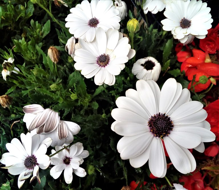 white flower bunch.jpg