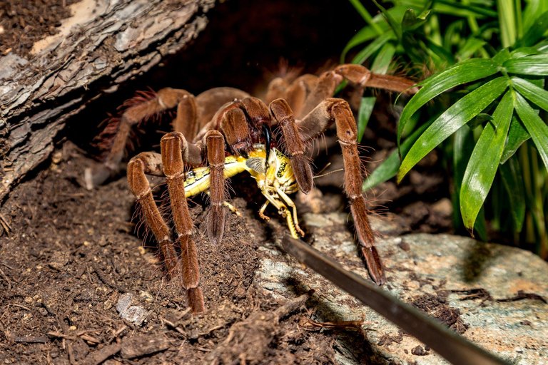 Theraphosa-stirmi.jpg