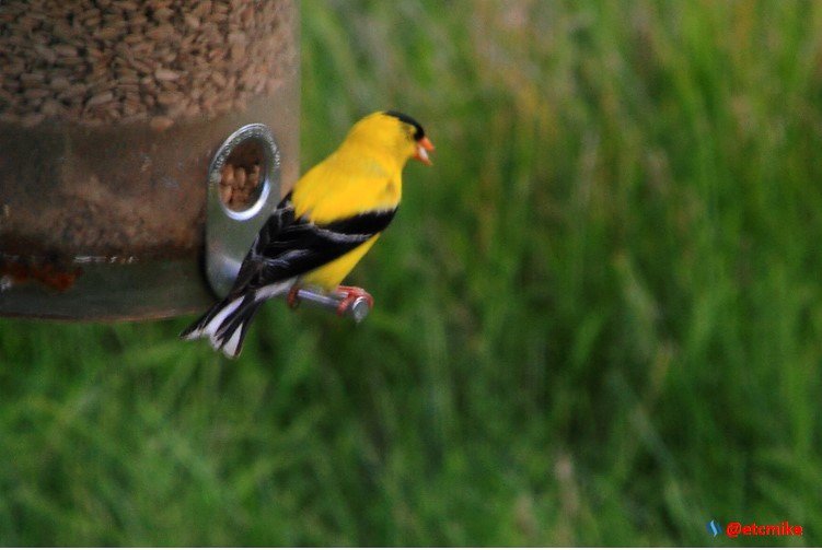 birding american goldfinch GF0003.JPG