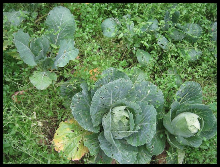 2 cabbages and califlower plant.JPG