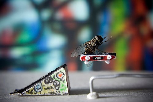 MrFly-Adventures-10.jpg