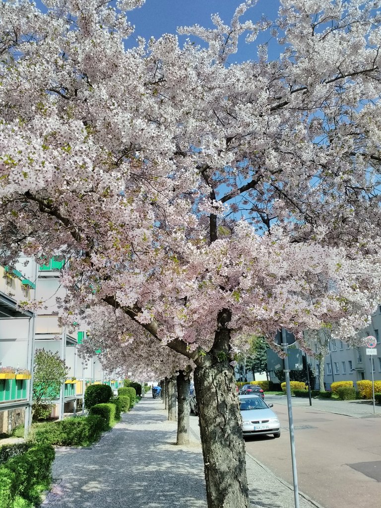 sakura2.jpg