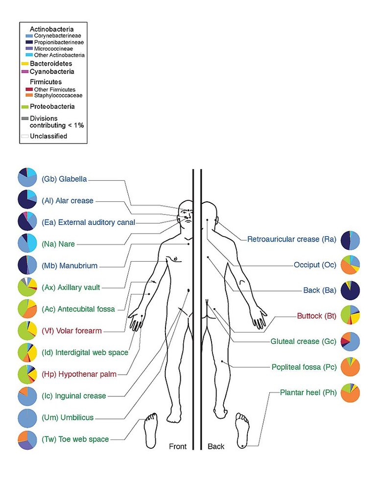 800px-Skin_Microbiome20169-300.jpg