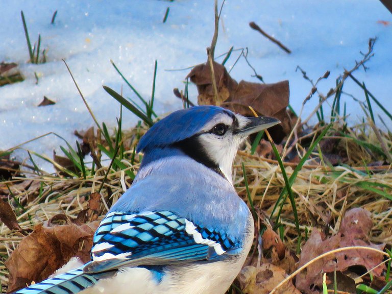 blue jay_4848.jpg