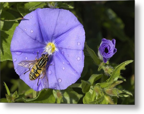 hoverfly-and-blue-rock-bindweed-convolvulus-sabatius-matthias-hauser.jpg