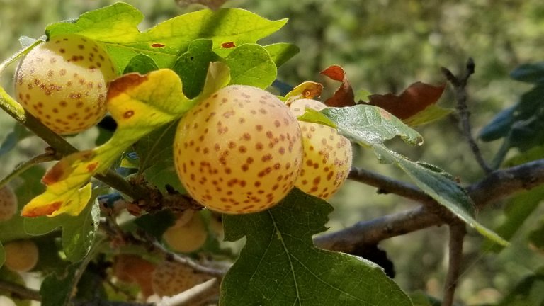 Leaf Galls 2.jpg