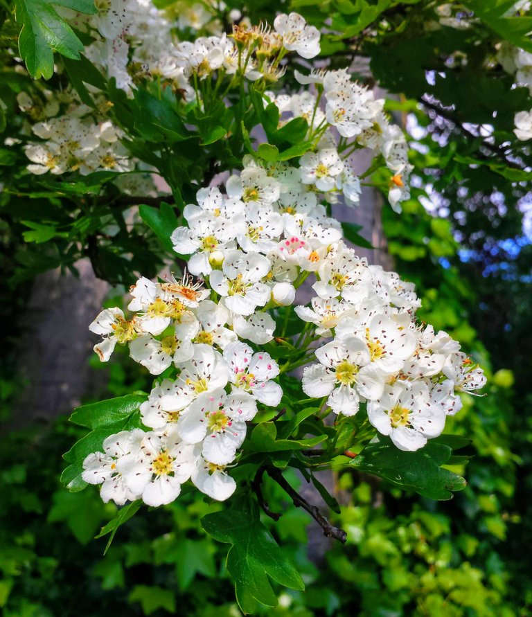 hawthorn(2).jpg