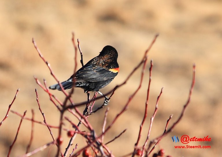 Red-winged Blackbird PFW01.jpg
