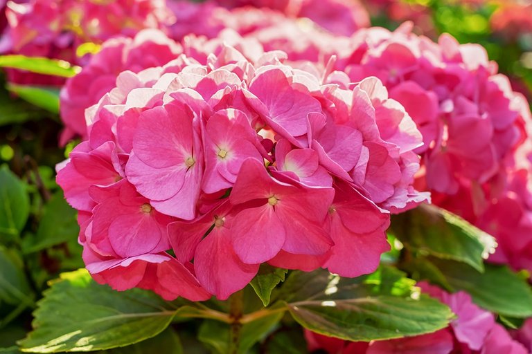 hydrangea-3477093_960_720.jpg